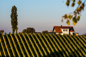 Visit Austrian Wineries