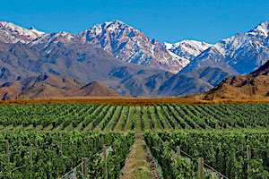 Mendoza Wineries
