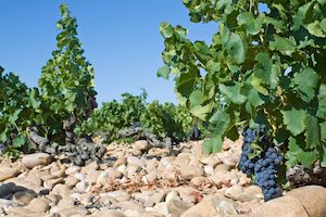 Rhone Valley Wineries